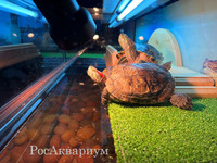 Красноухие черепахи греются под лампой
