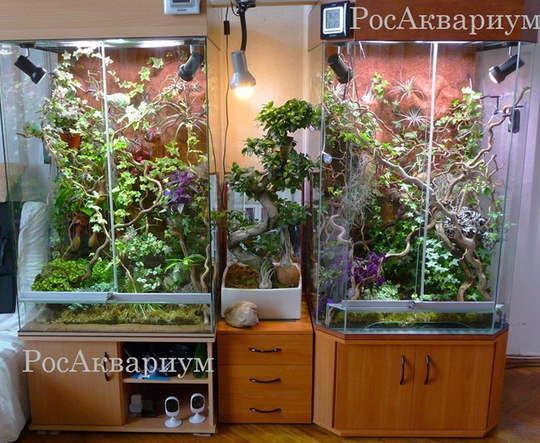 Растения в аквариуме с корягами