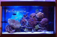 Морской аквариум с морскими рыбами Образец морского аквариума заселенного рыбами, кораллами, актиниями