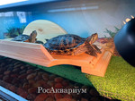 Взрослые красноухие черепахи в акватеррариуме