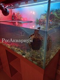 Фото террариума со взрослой черепахой