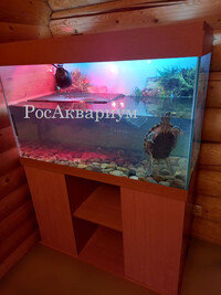 Фото с образцом акватеррариума