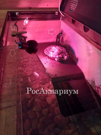 Фото островка с черепахой