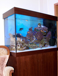 Рифовый морской аквариум Фото морского аквариума с живым рифом