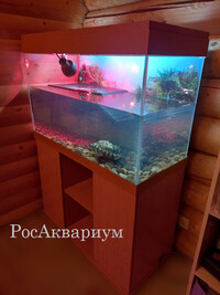 Фото красиво оформленного террариума с черепахой