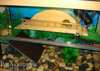 Фото мостика в акватеррариуме
