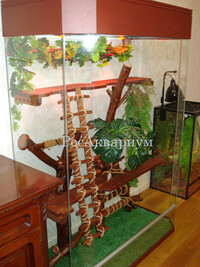 Образец как правильно оборудовать террариум для игуаны