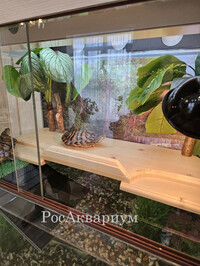Акватеррариум для красноухой черепахи Фото акватеррариума для содержания черепах