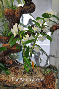 Фото орхидеи дендробиум нобиле живущей в орхидариуме