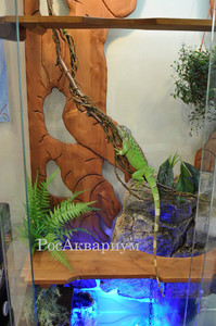 Фото оформленного террариума с игуаной папоротником