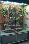 Лианы в террариуме в сочетании с корягами и растениями