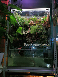 Фото палюдариума после формирования растений