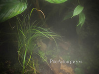 Фото живой флоры террариума водяной агамы