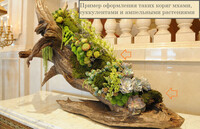 Наглядный пример оформления коряг суккулентами