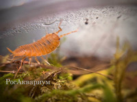 Фото с живым кормом для водяной агамы