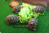 Звездчатые черепахи в террариуме едят салат