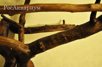 Фото текстуры древесины