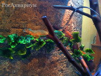 Игуана в террариуме с декорацией из коряг и растения