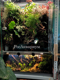 Образец палюдариума с растениями и водоёмом