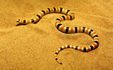 Террариум для пустынной змеи