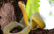 Террариум для тропической древесной змеи