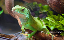 Террариумы для водяной агамы